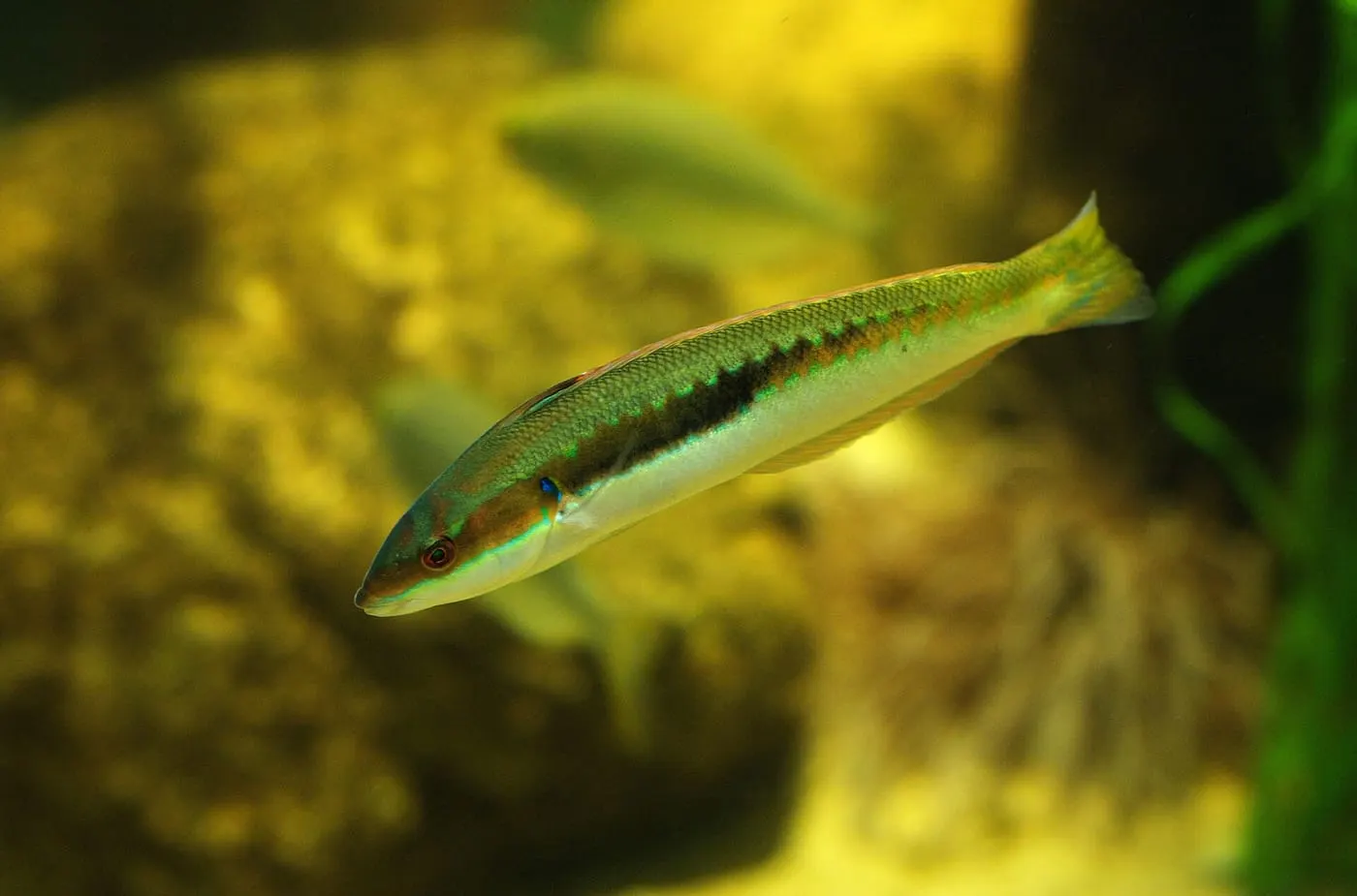 Donzella (Coris julis)