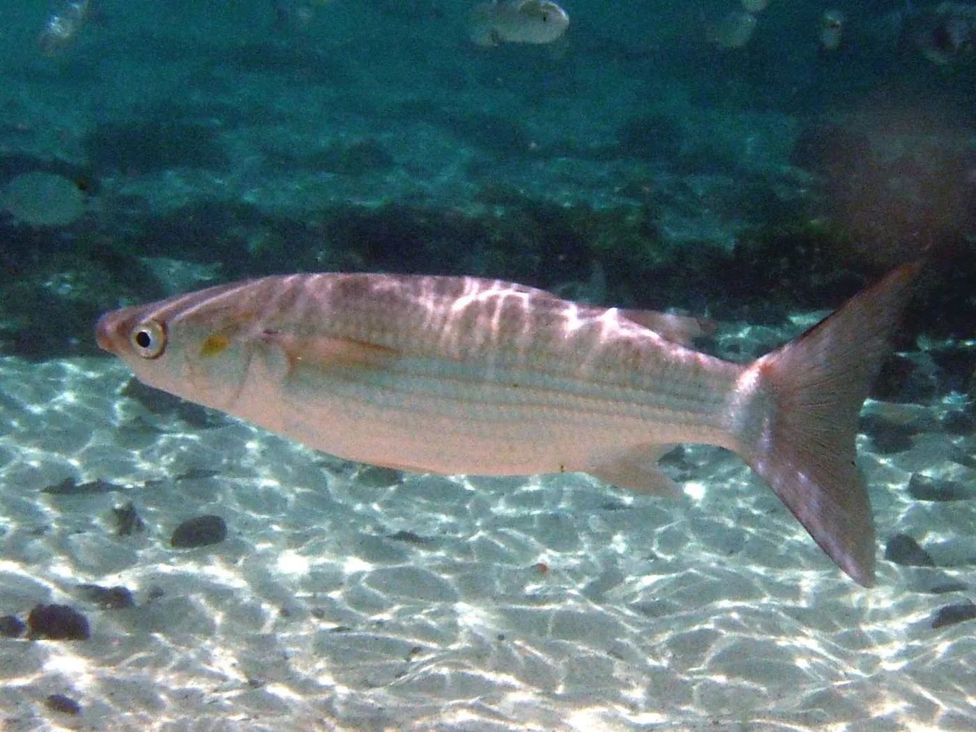 Llissa vera (Chelon labrosus)