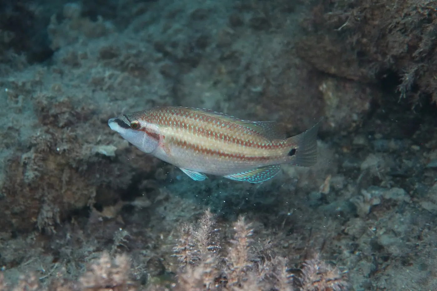 Llavió (Symphodus tinca)