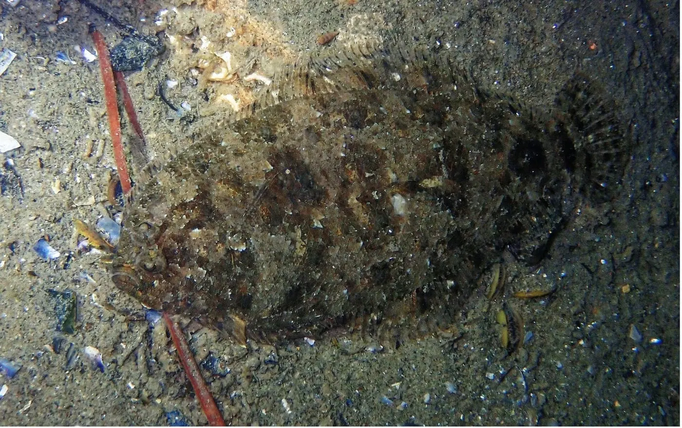 Peluda pigallada (Arnoglossus thori)