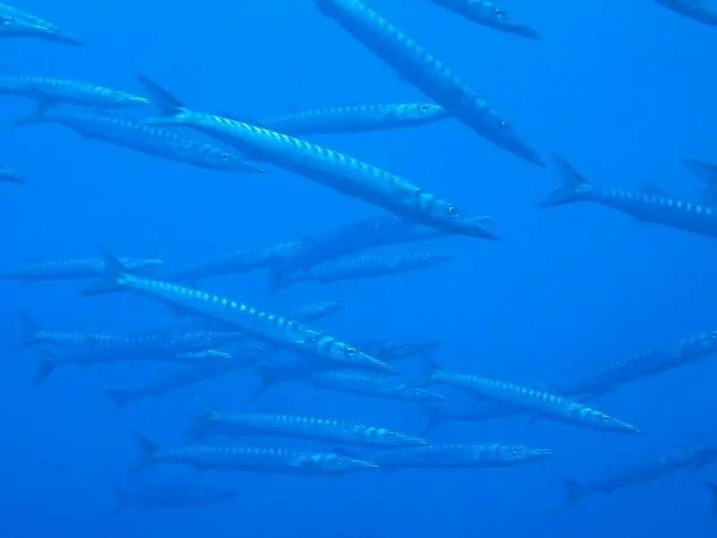 Espet (Sphyraena sphyraena)