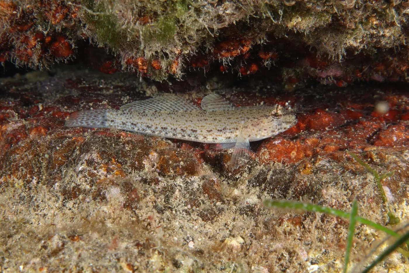 Cabot desconegut (Gobius incognitus)