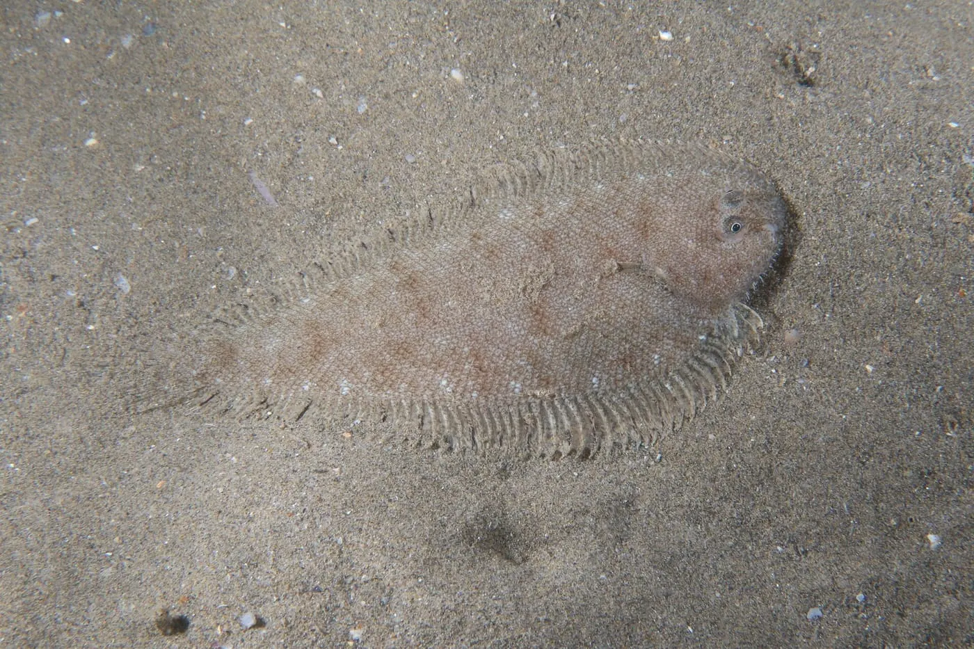 Palaí xic (Buglossidium luteum)