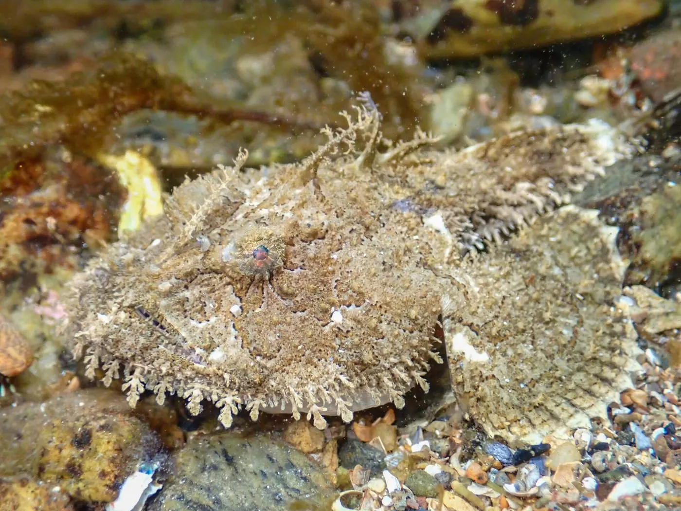 Rap (Lophius piscatorius)