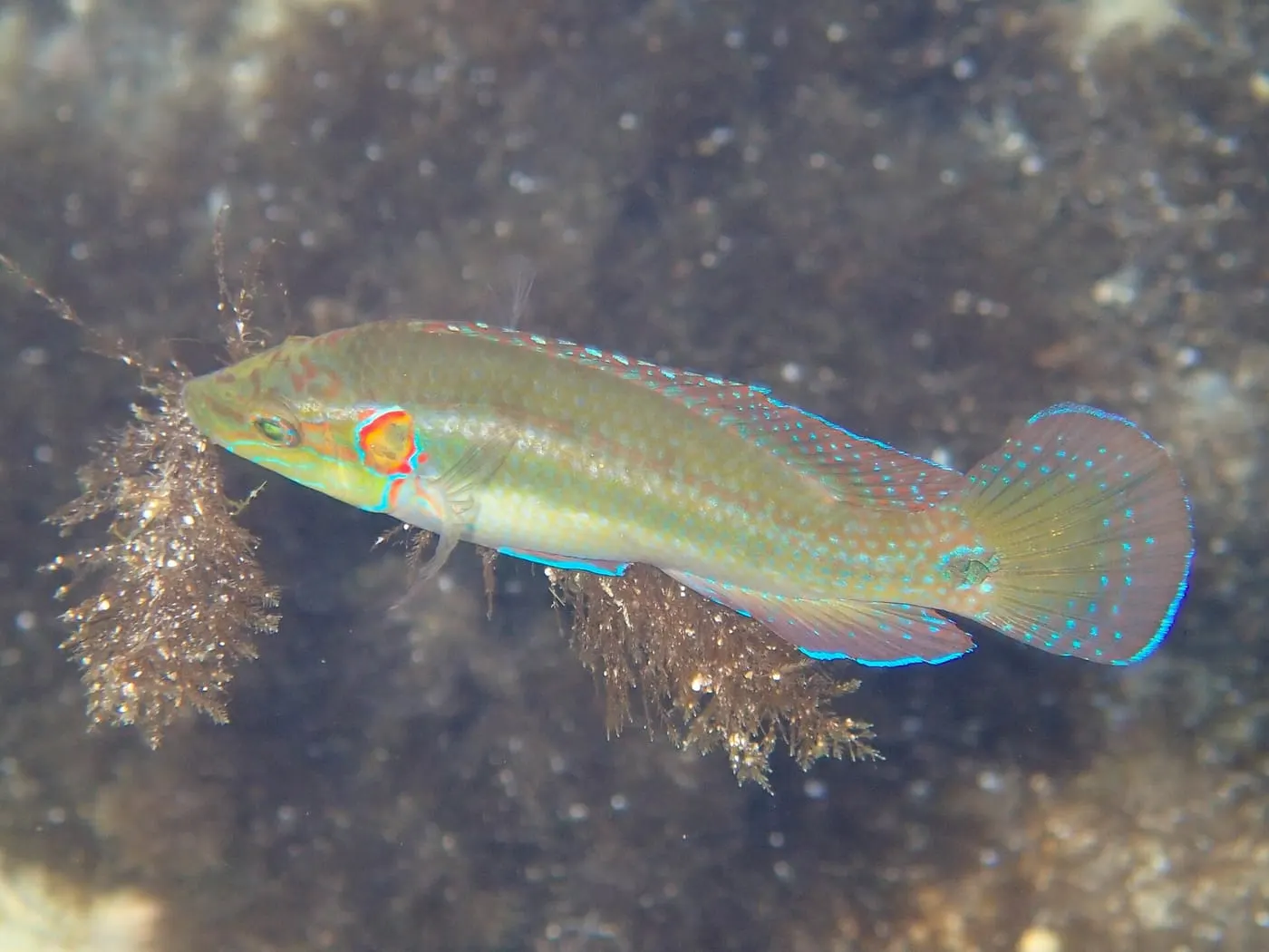 Tord d’ocels (Symphodus ocellatus)