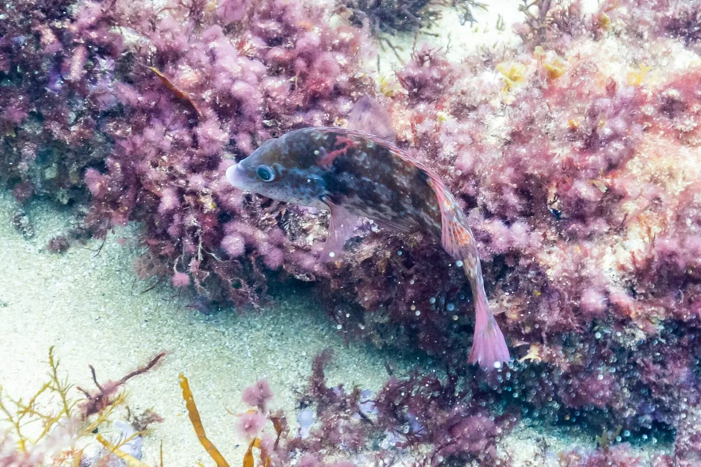 Tord roquer (Symphodus roissali)