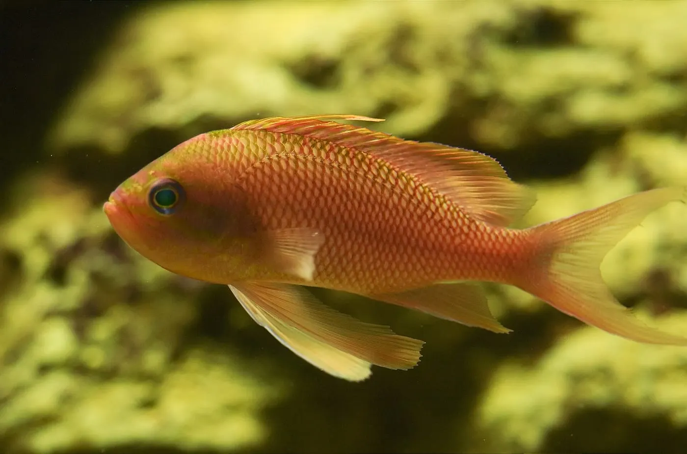 Somera vermella (Anthias anthias)