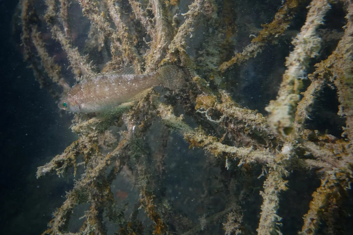 Tord gris (Symphodus cinereus)