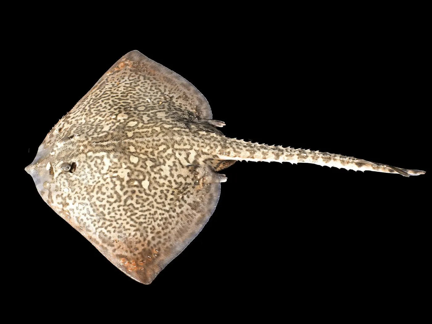 Rajada de clavells (Raja clavata)