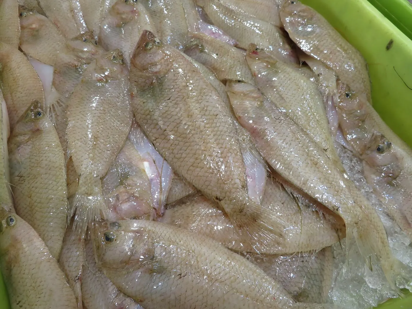 Palaia-guarda-la-vida (Citharus linguatula)