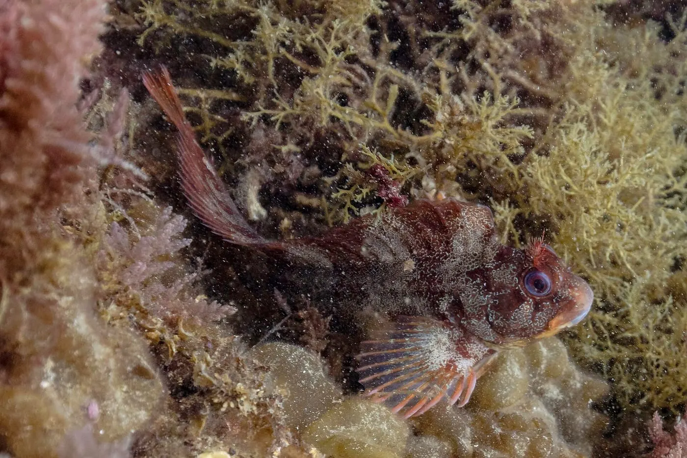 Bavosa cornuda (Parablennius gattorugine)