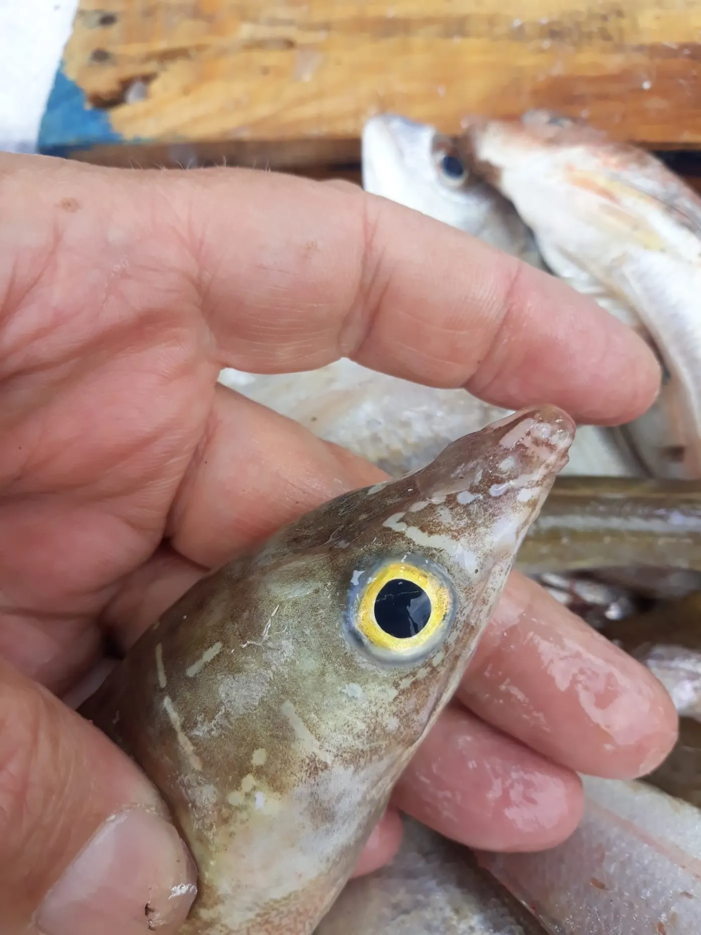 Mostela de fang (Echelus myrus)