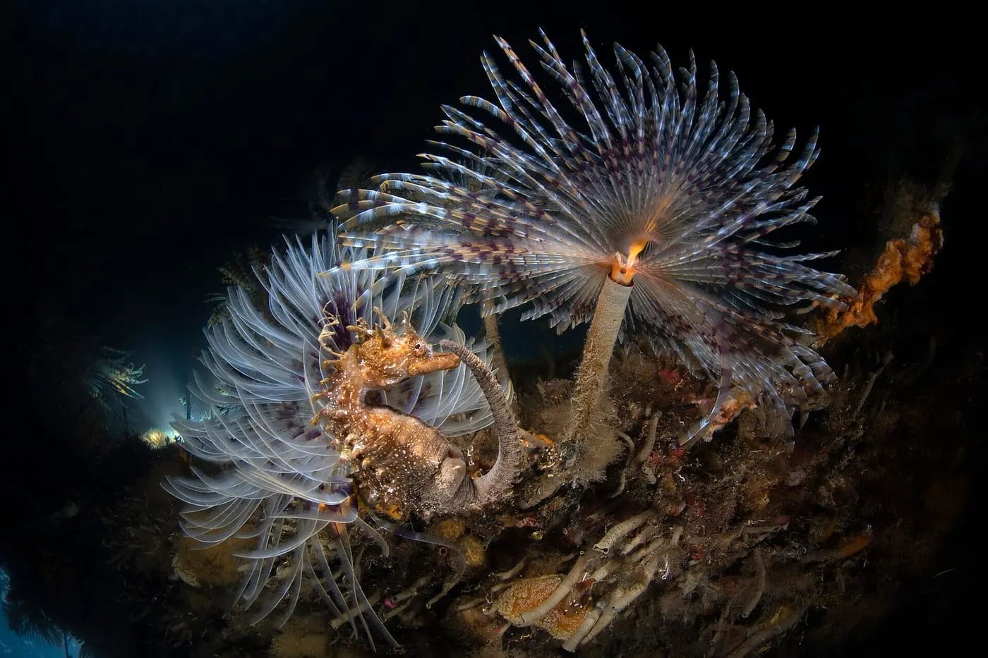 Cavallet de morro curt (Hippocampus hippocampus)
