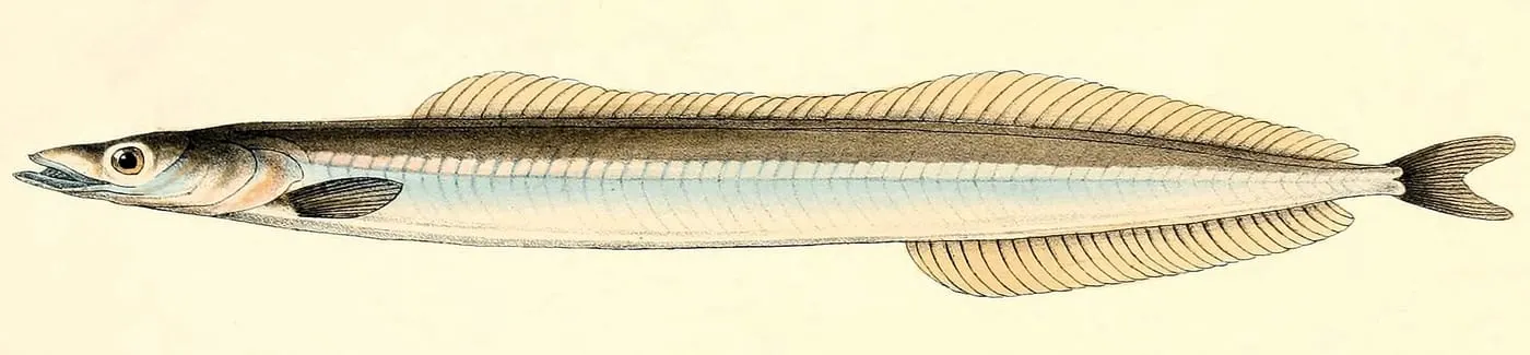 Sonso (Gymnammodytes cicerelus)