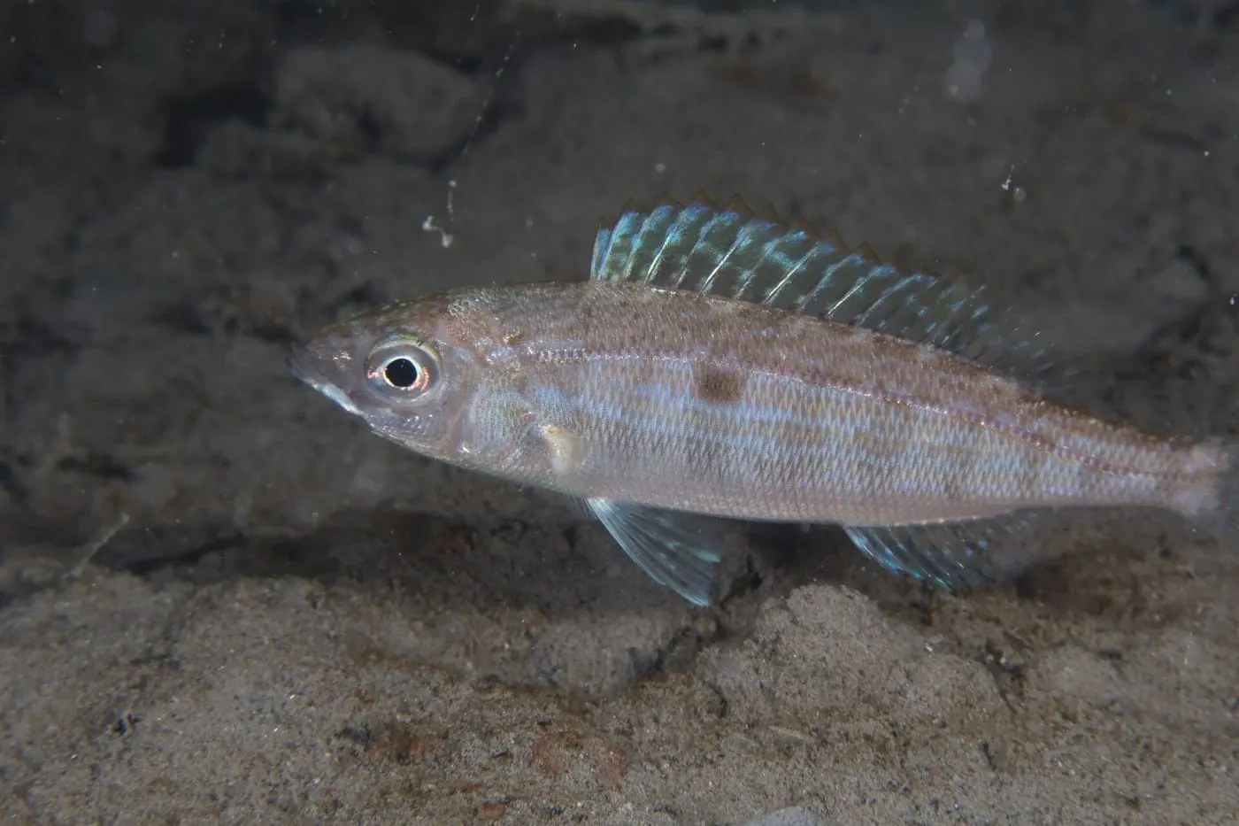 Xucla blanca (Spicara flexuosum)