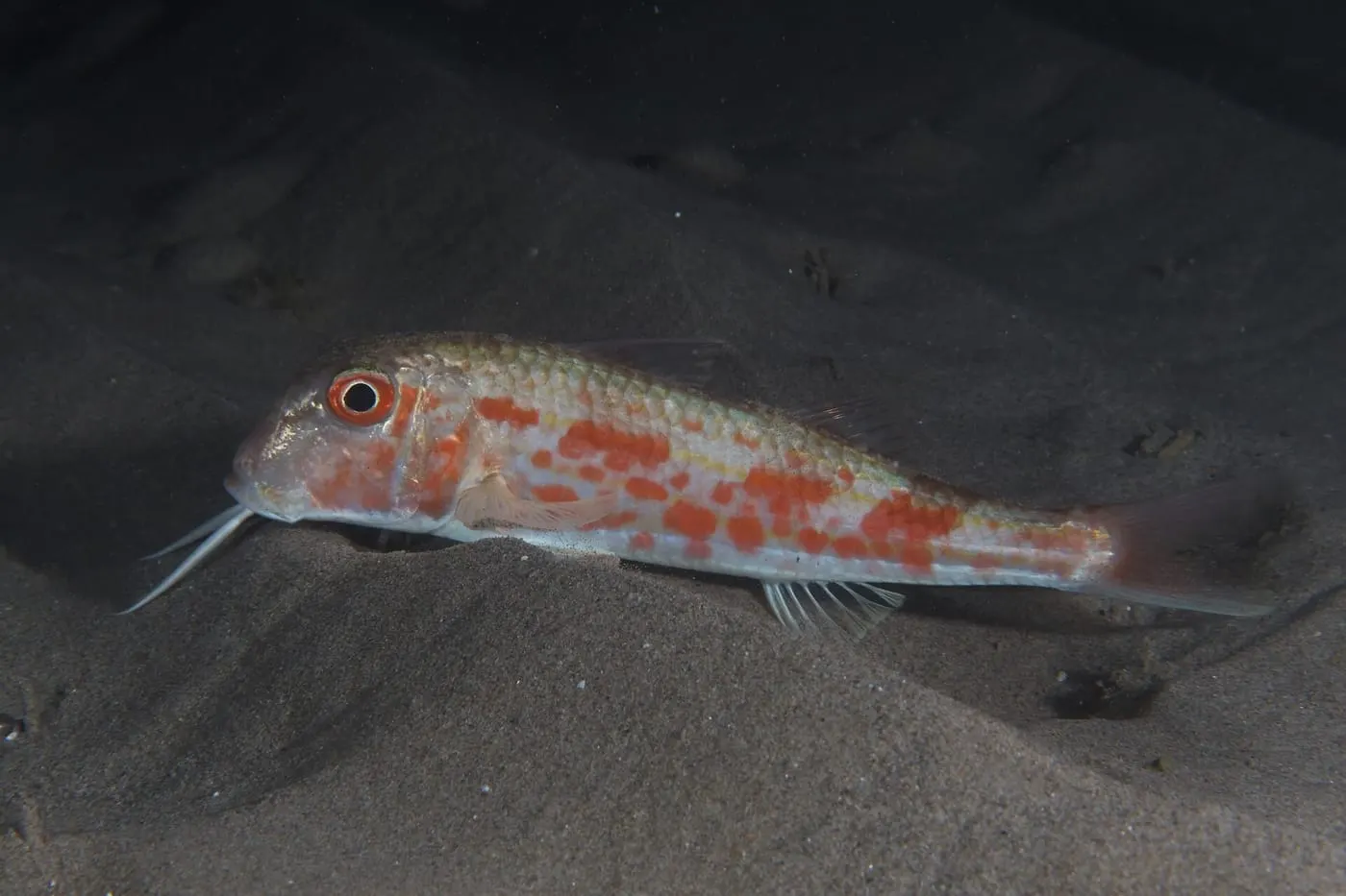 Moll de fang (Mullus barbatus)