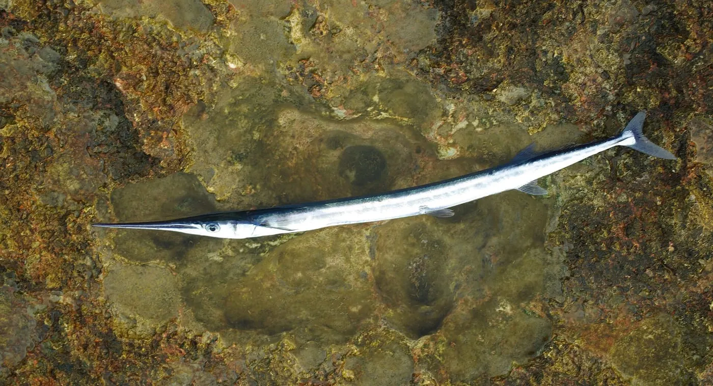 Agulla (Belone belone)