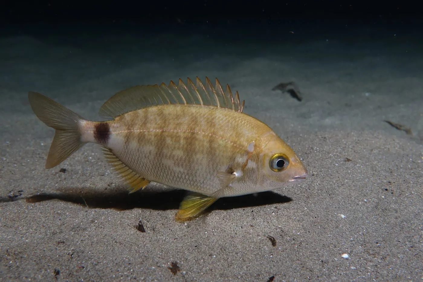 Esparrall (Diplodus annularis)