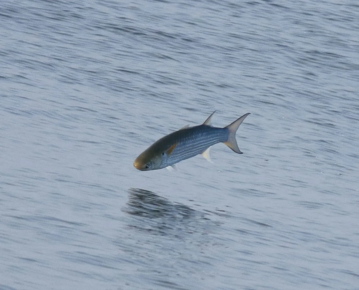 Llissa llobarrera (Mugil cephalus)