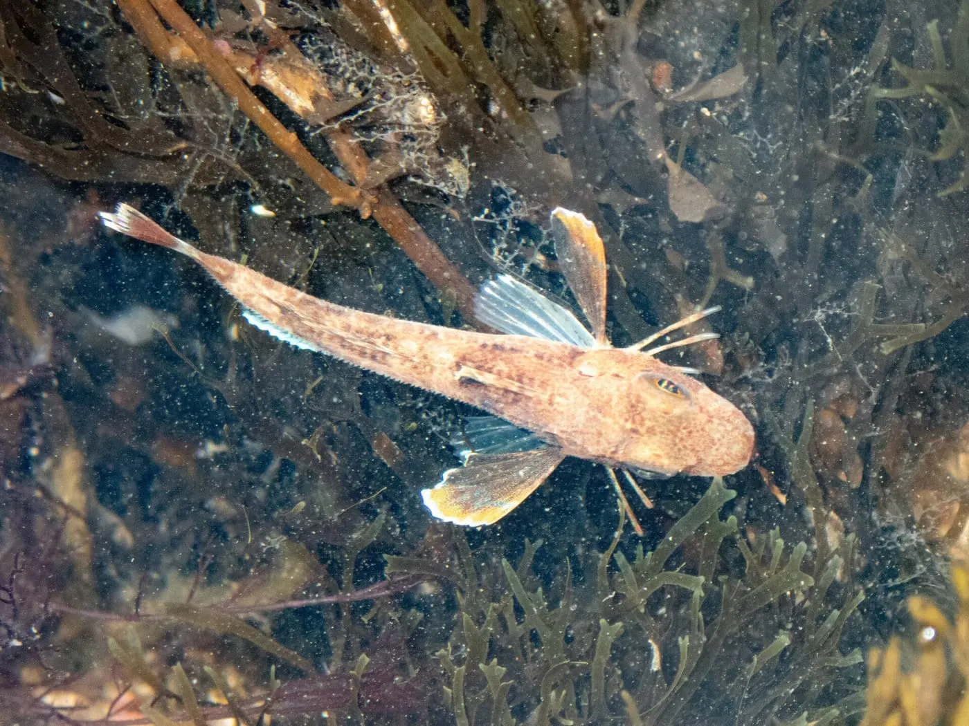 Lluerna verda (Eutrigla gurnardus)
