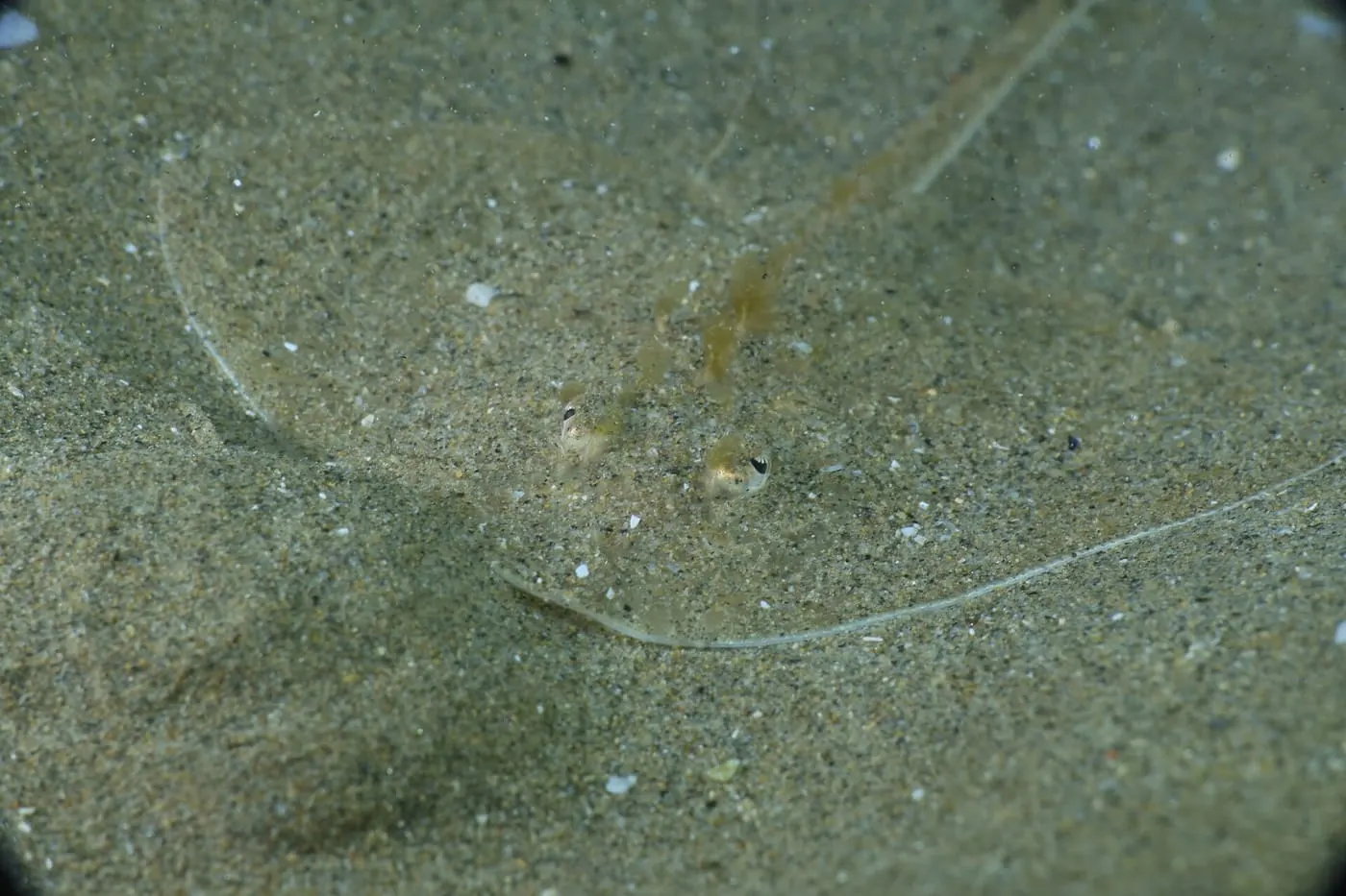 Rajada estrellada (Raja asterias)