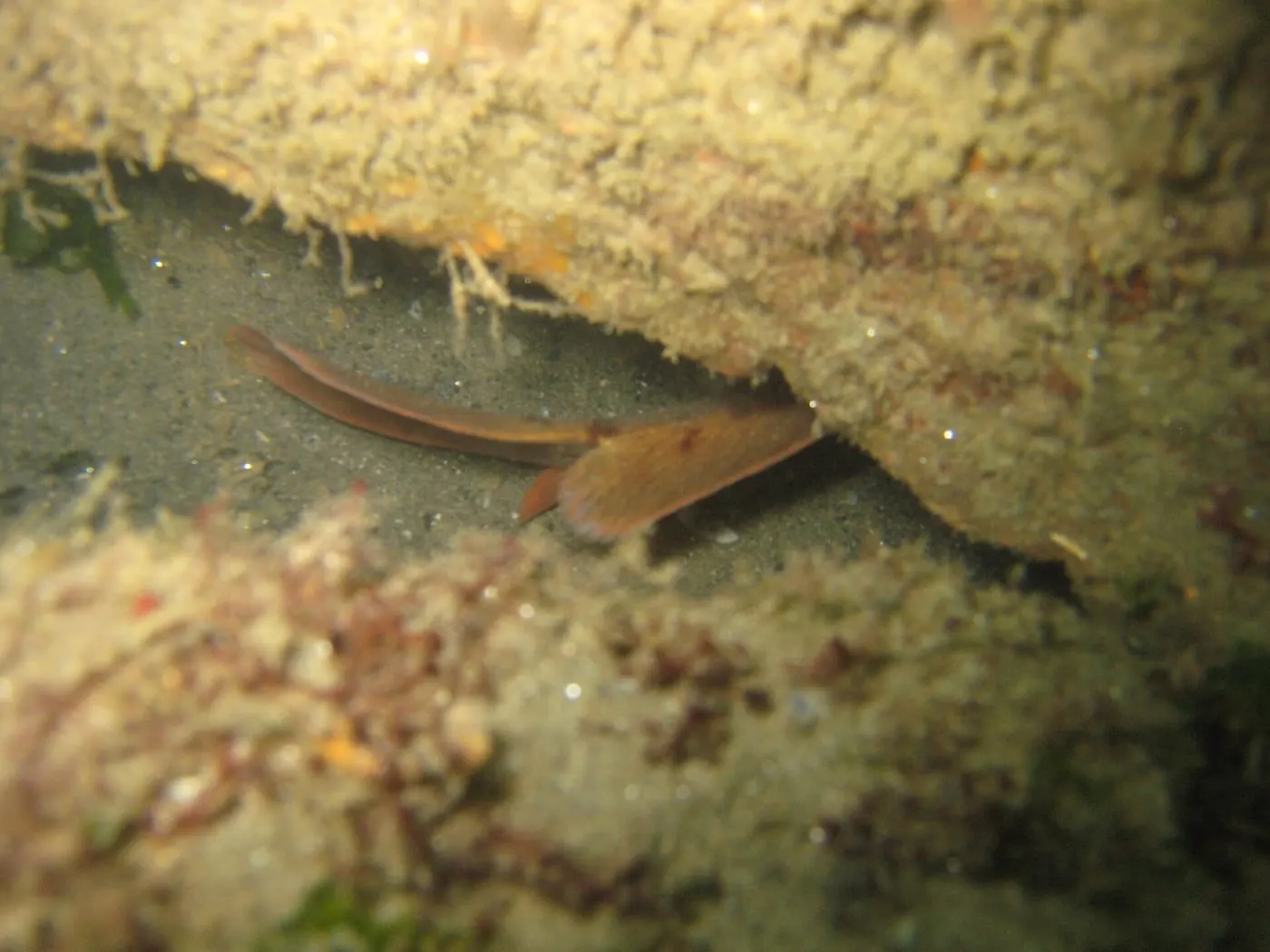 Bertorella (Gaidropsarus mediterraneus)