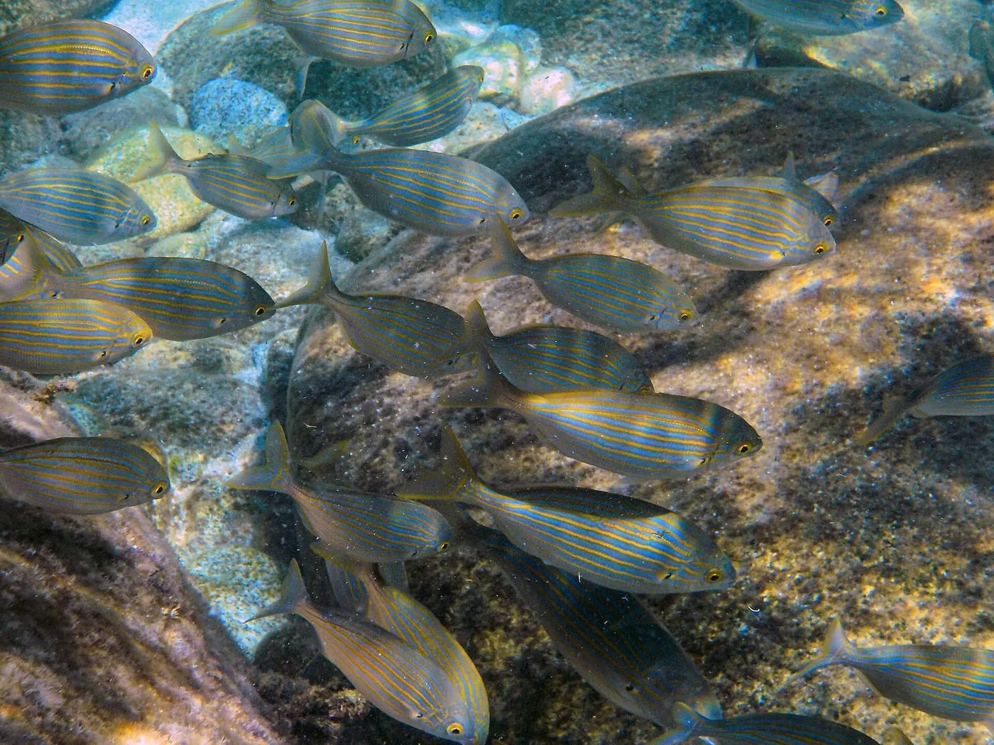 Salpa (Sarpa salpa)