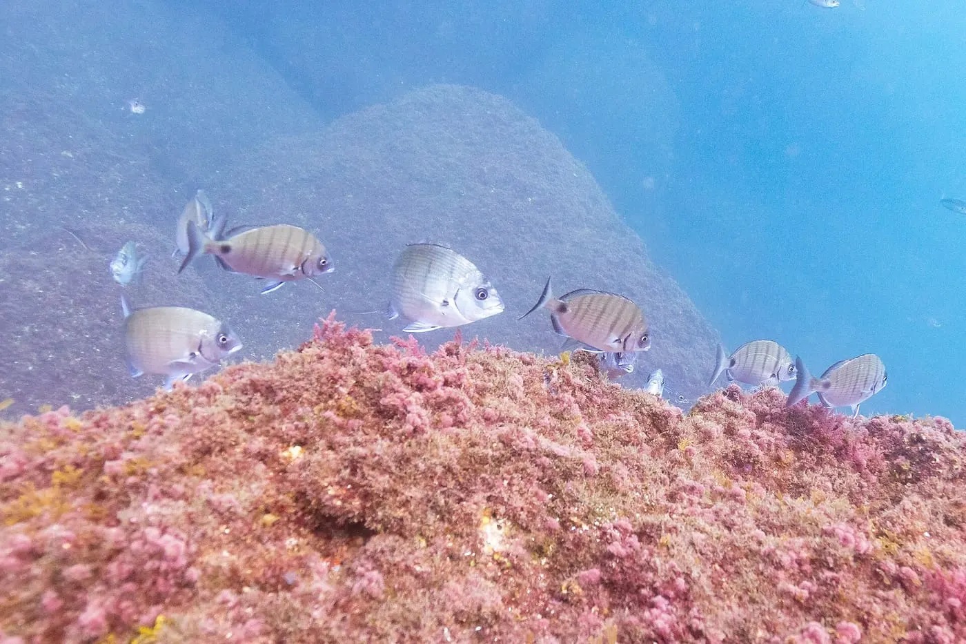Morruda (Diplodus puntazzo)