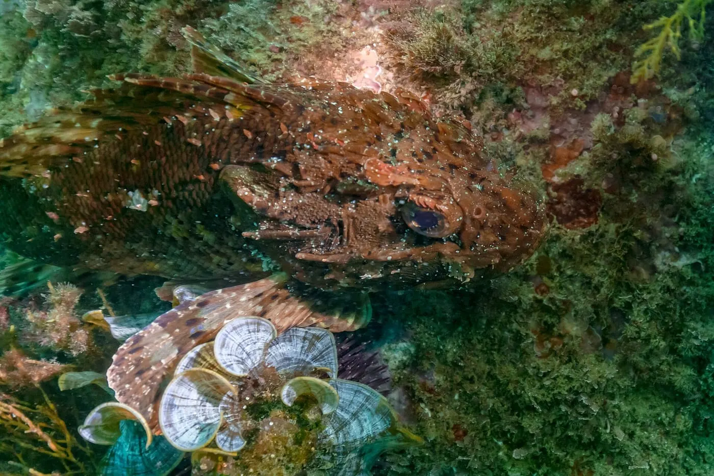 Escórpora fosca (Scorpaena porcus)