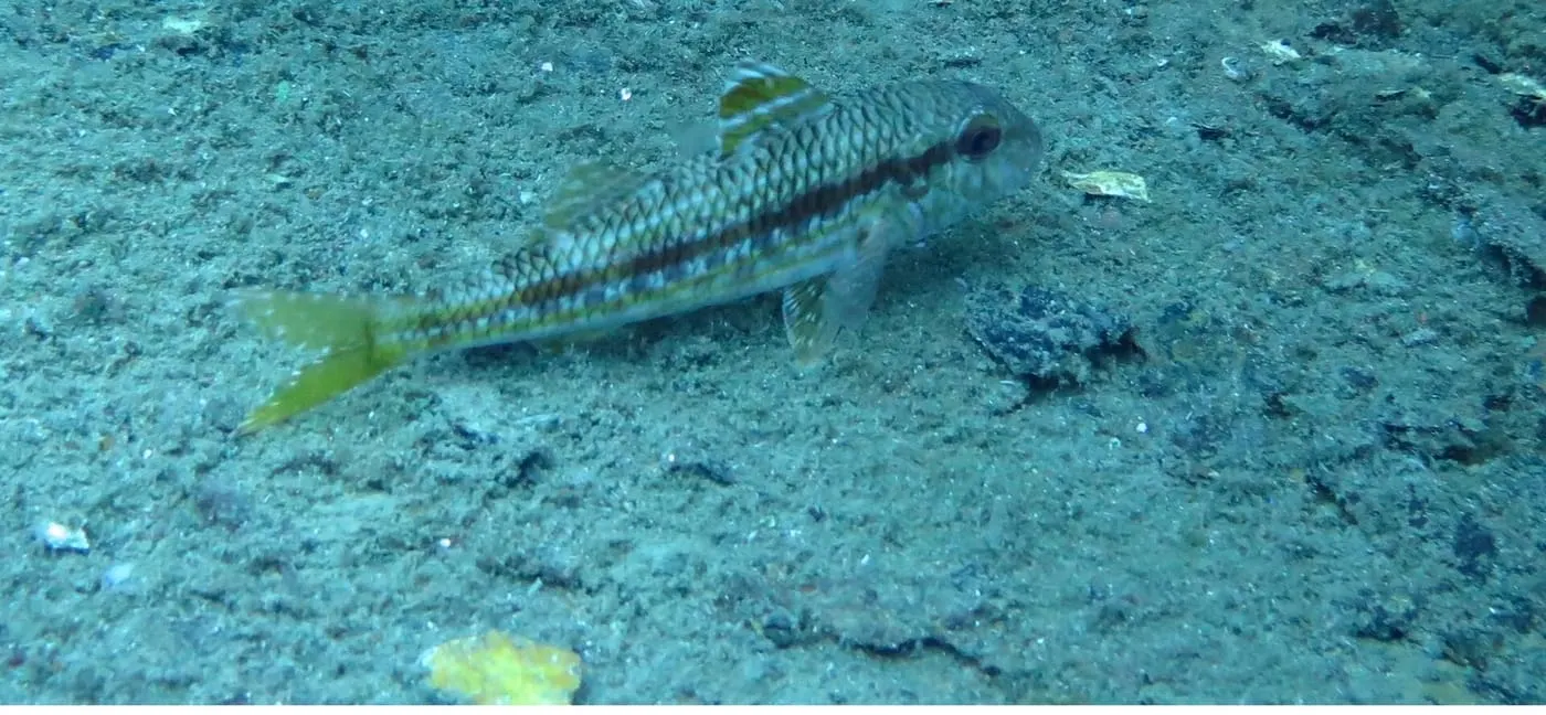Moll de roca (Mullus surmuletus)