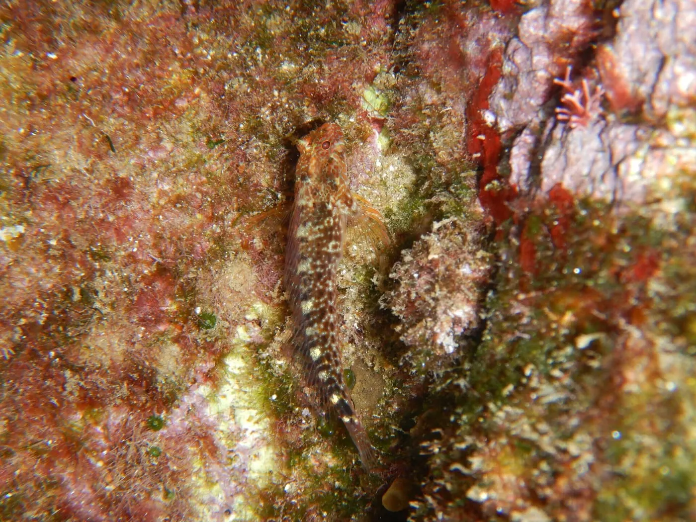 Rabosa petita (Parablennius zvonimiri)