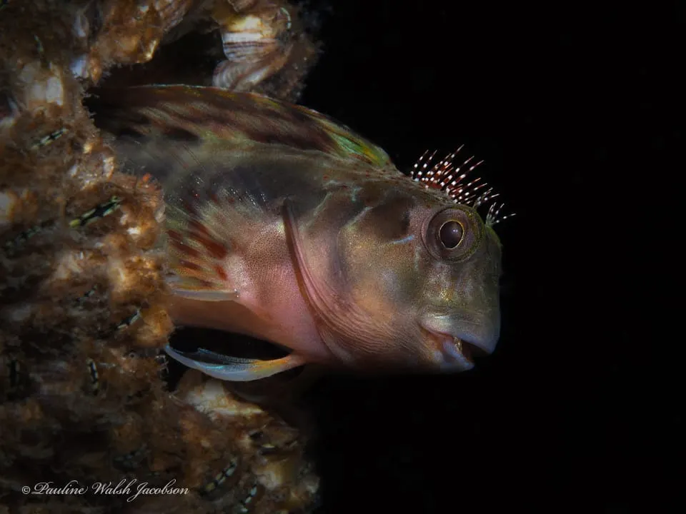 Bavosa crestada (Scartella cristata)