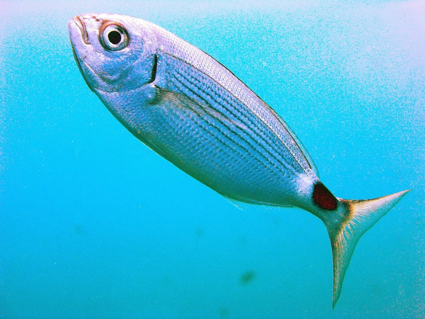 Oblada (Oblada melanura)