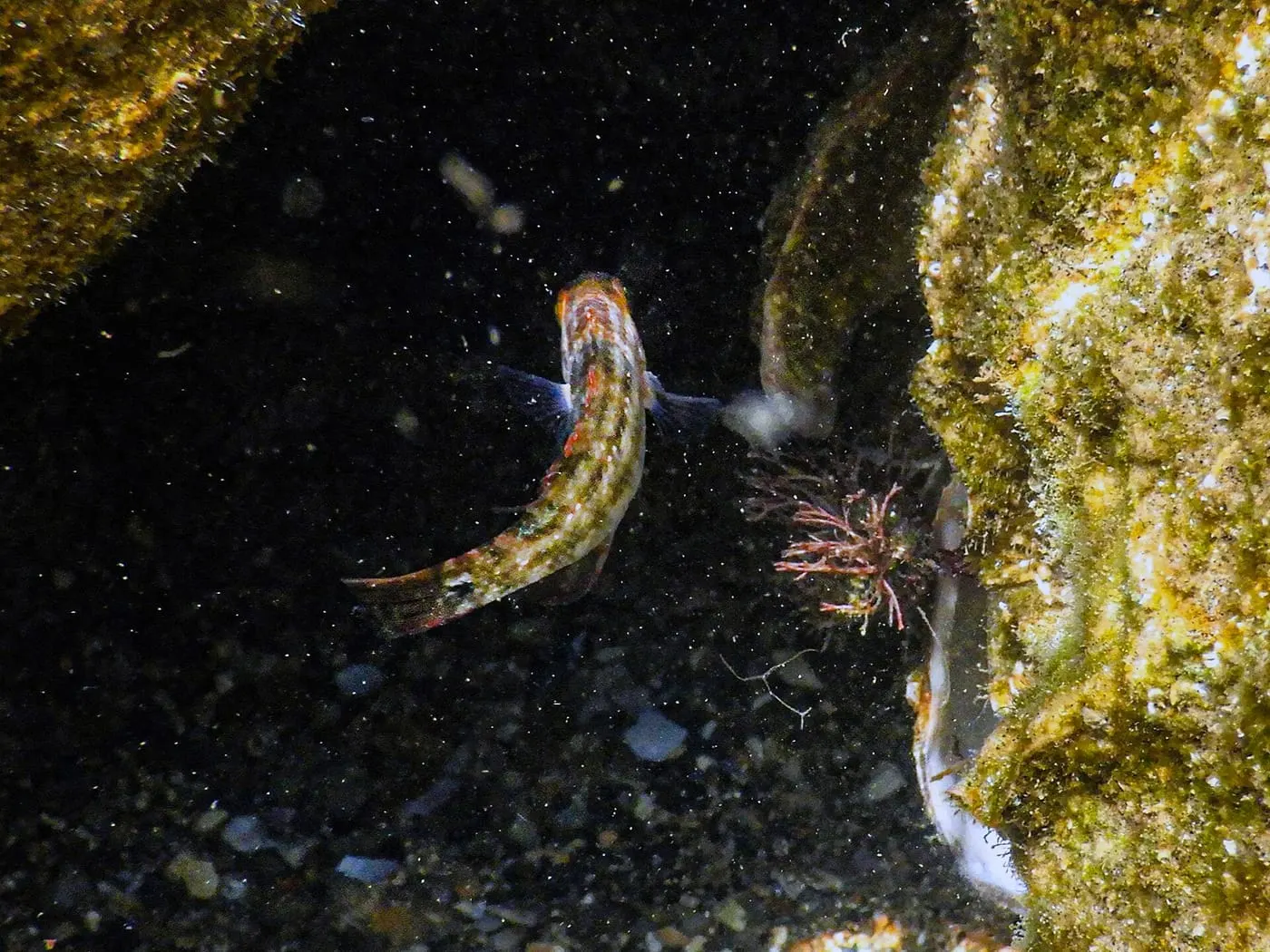 Bavosa morruda (Tripterygion tripteronotum)
