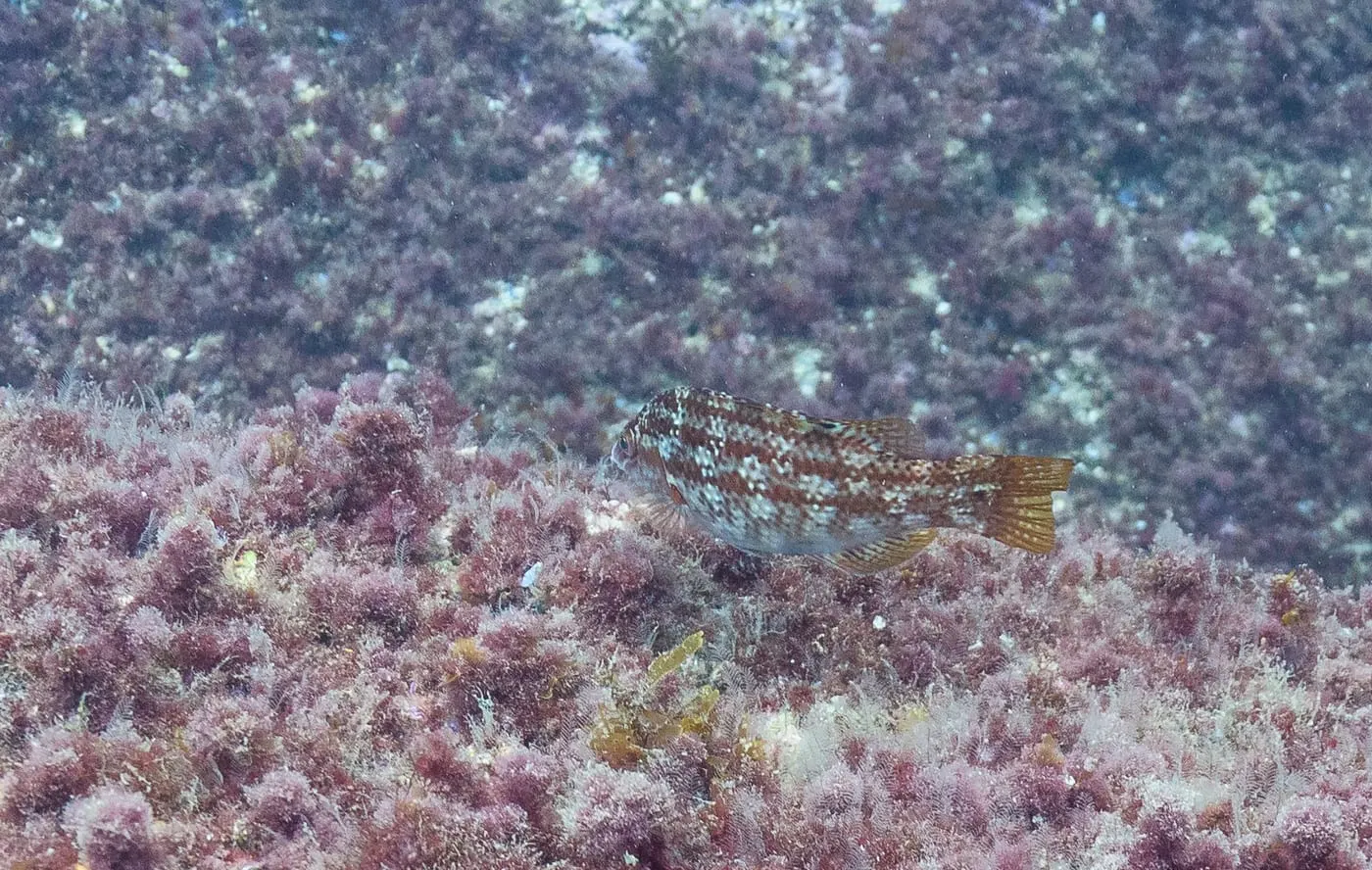 Cabrilla (Serranus cabrilla)