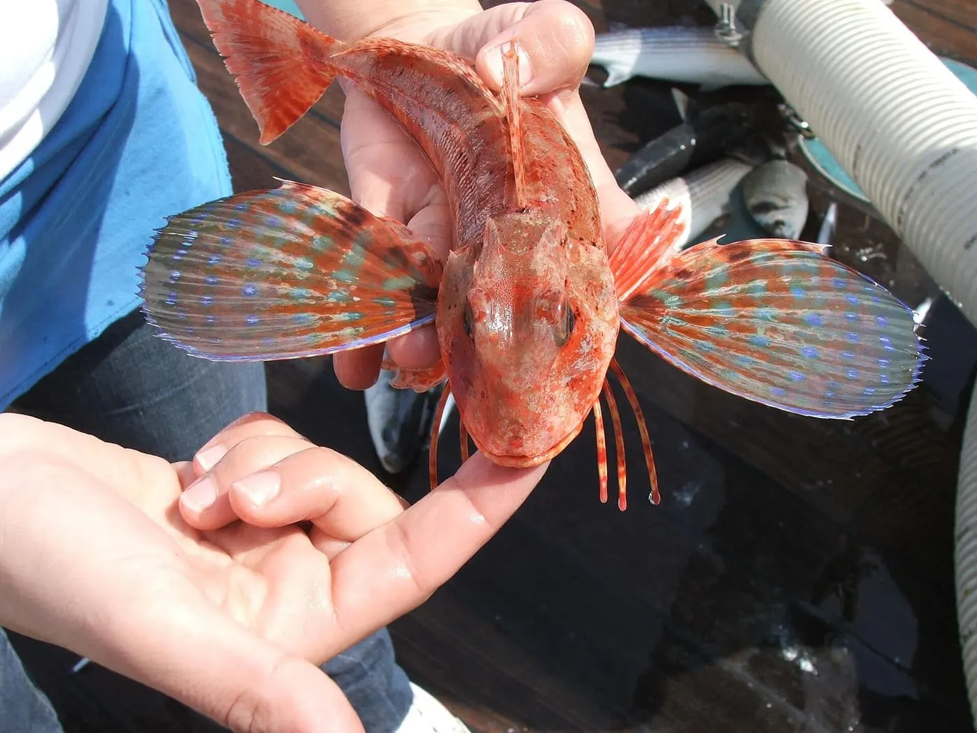 Lluerna rossa (Chelidonichthys lucerna)