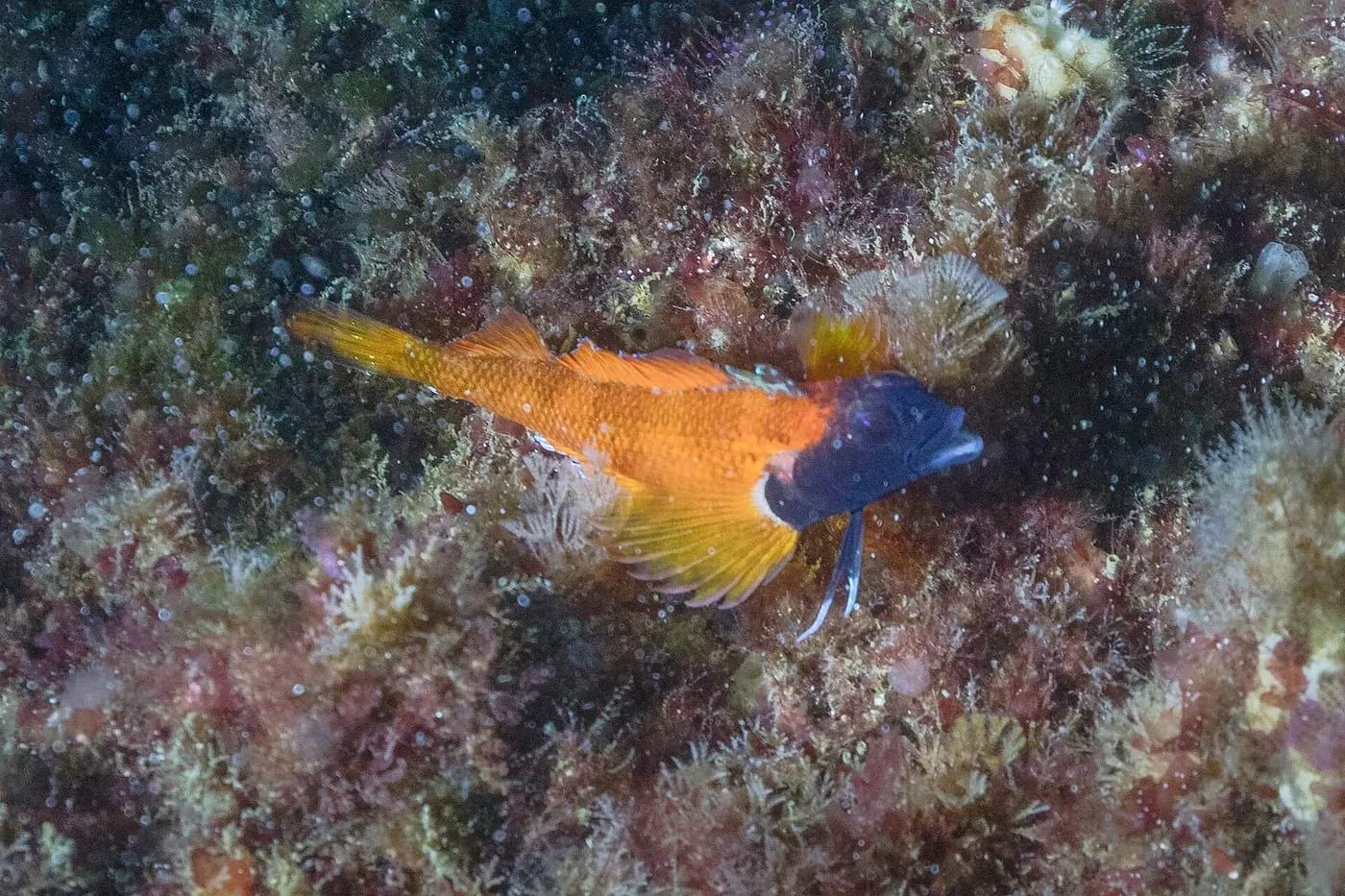 Rabosa groga (Tripterygion delaisi)