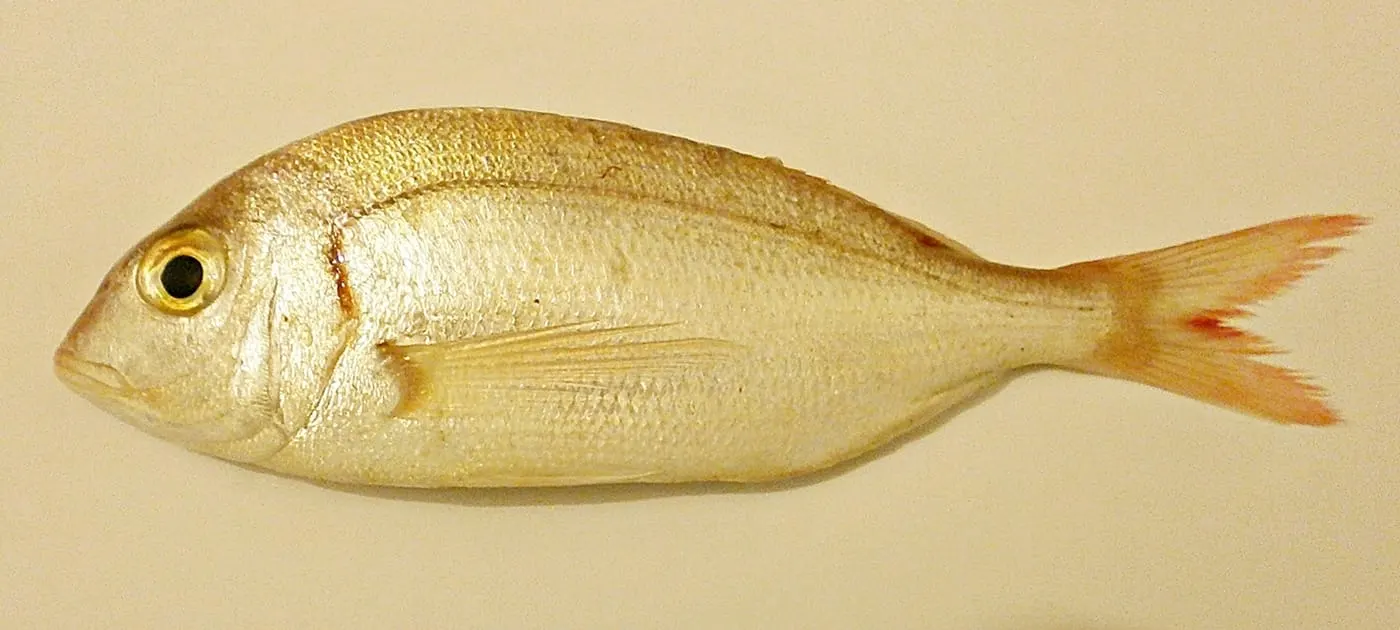 Pagell (Pagellus erythrinus)