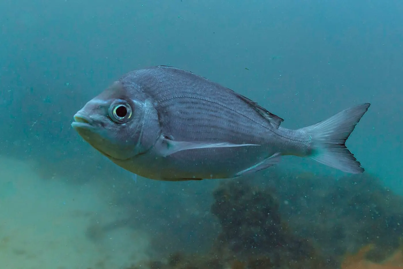 Càntera (Spondyliosoma cantharus)
