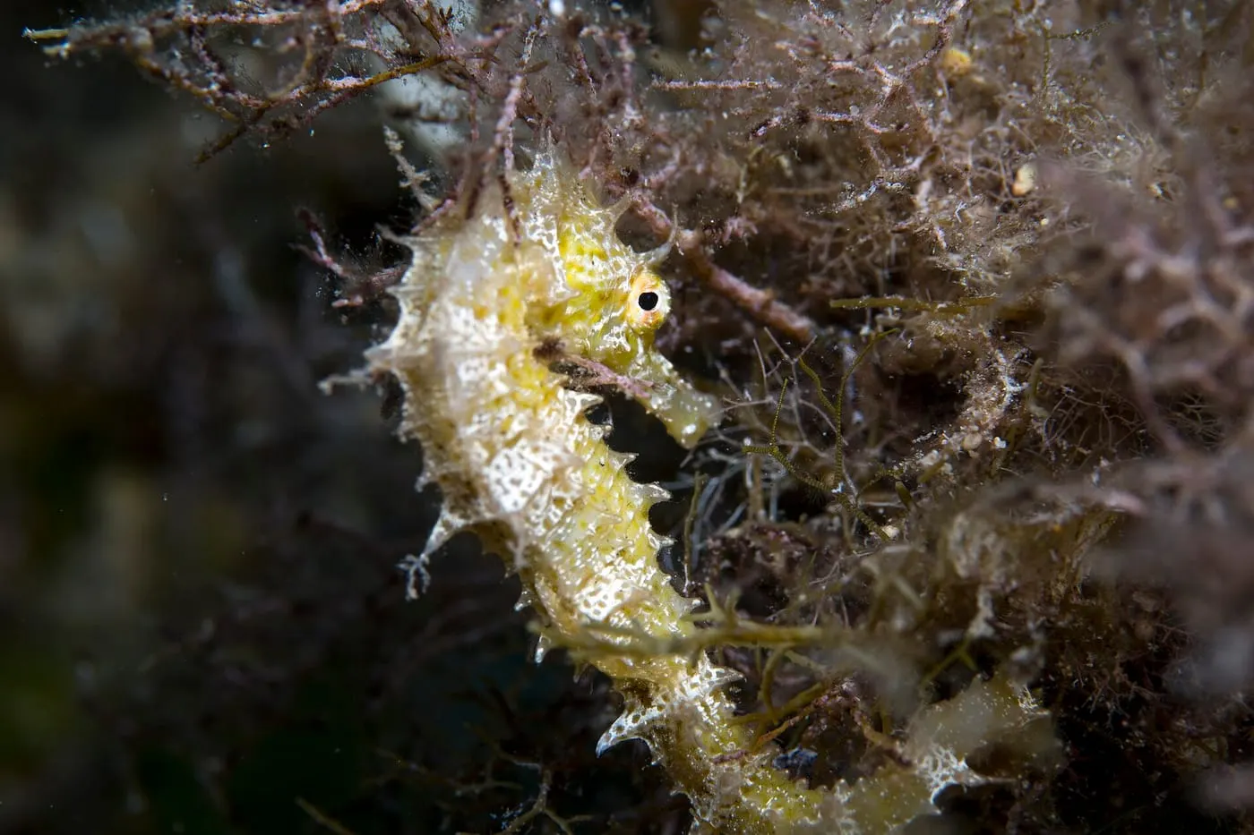 Cavall de mar (Hippocampus guttulatus)