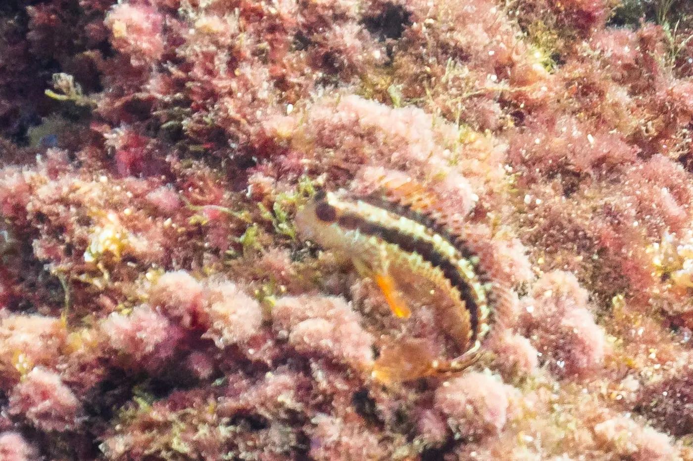 Bavosa de plomall (Parablennius pilicornis)