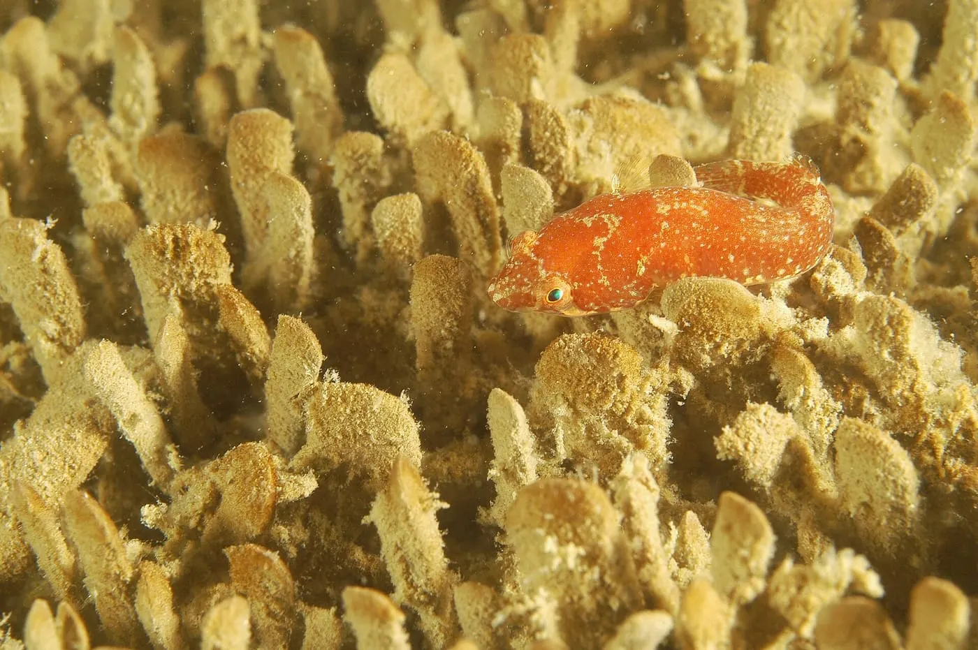 Xuclador de dues taques (Diplecogaster bimaculata)