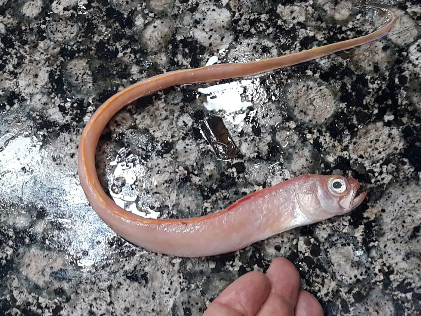 Codornera (Cepola macrophthalma)