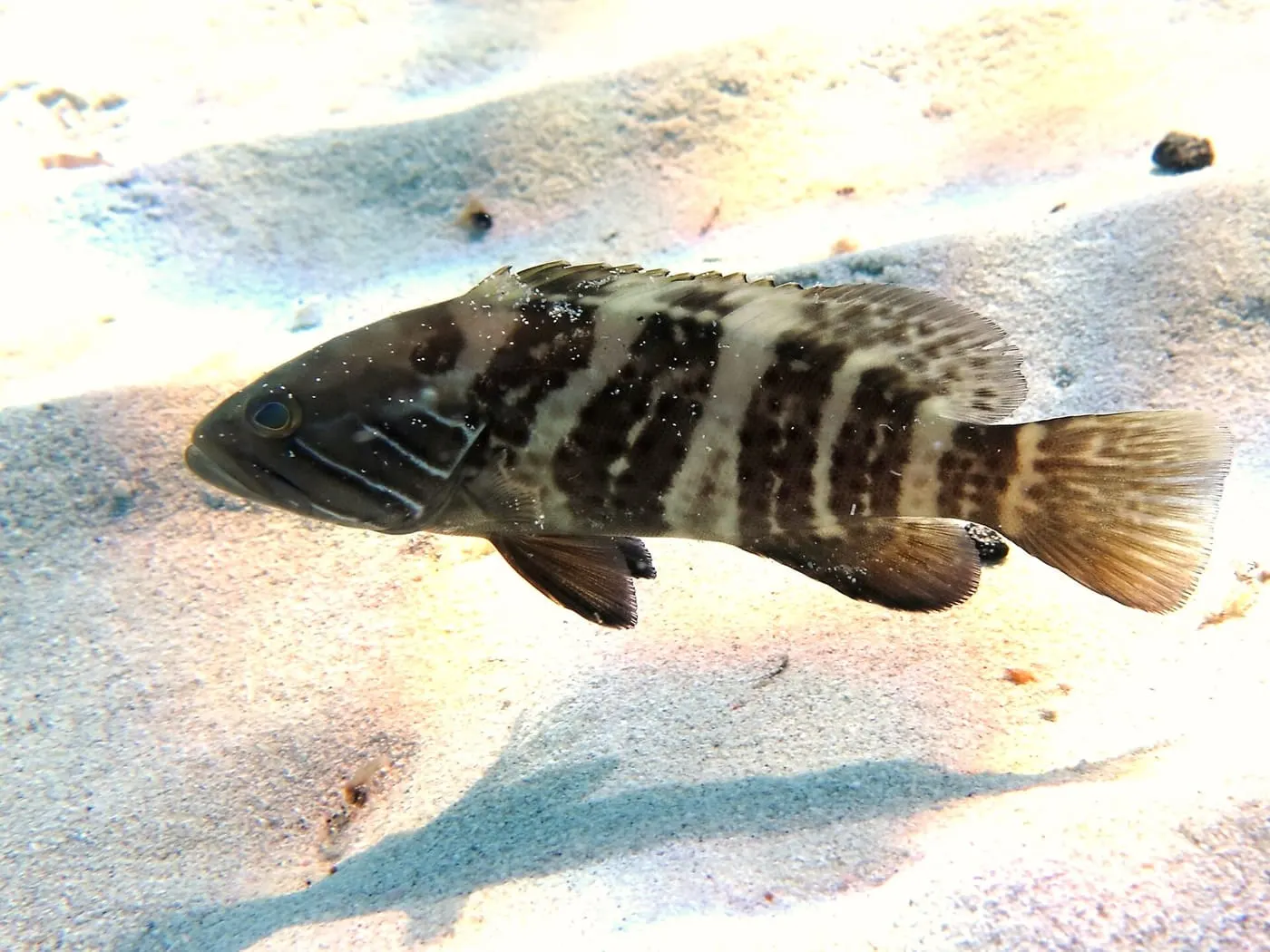 Anfós blanc (Epinephelus aeneus)