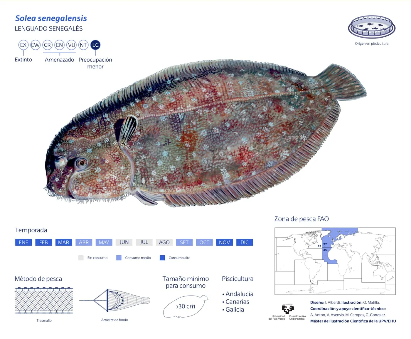 Llenguado senegalès (Solea senegalensis)