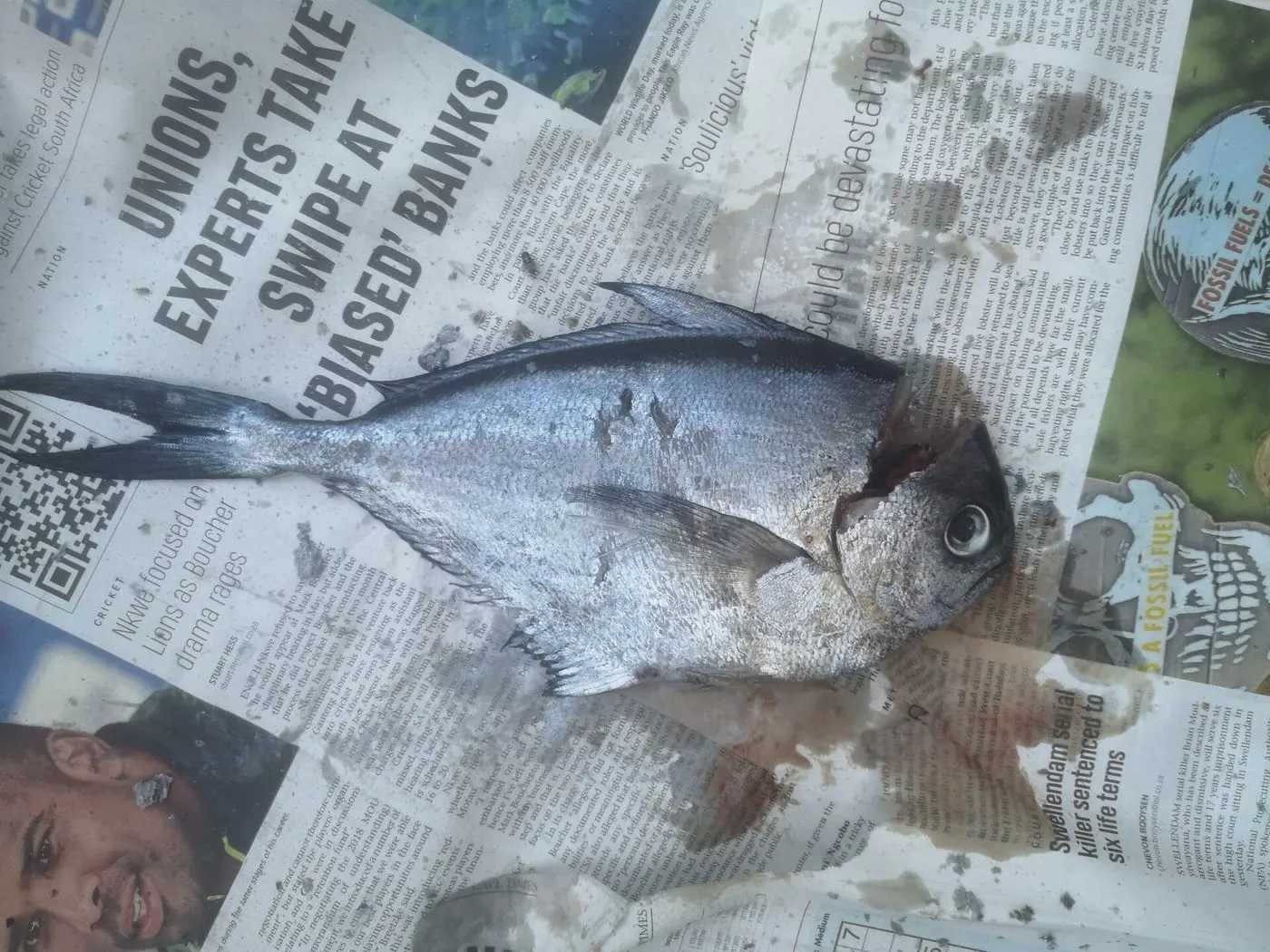 Saputa (Brama brama)