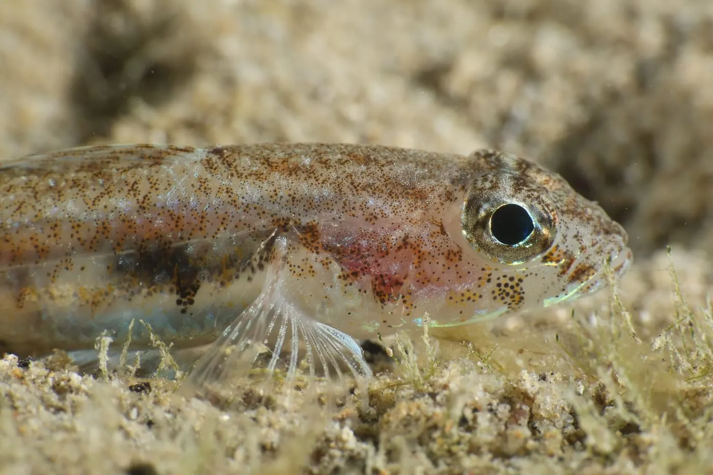 Gobi de quatre taques (Deltentosteus quadrimaculatus)