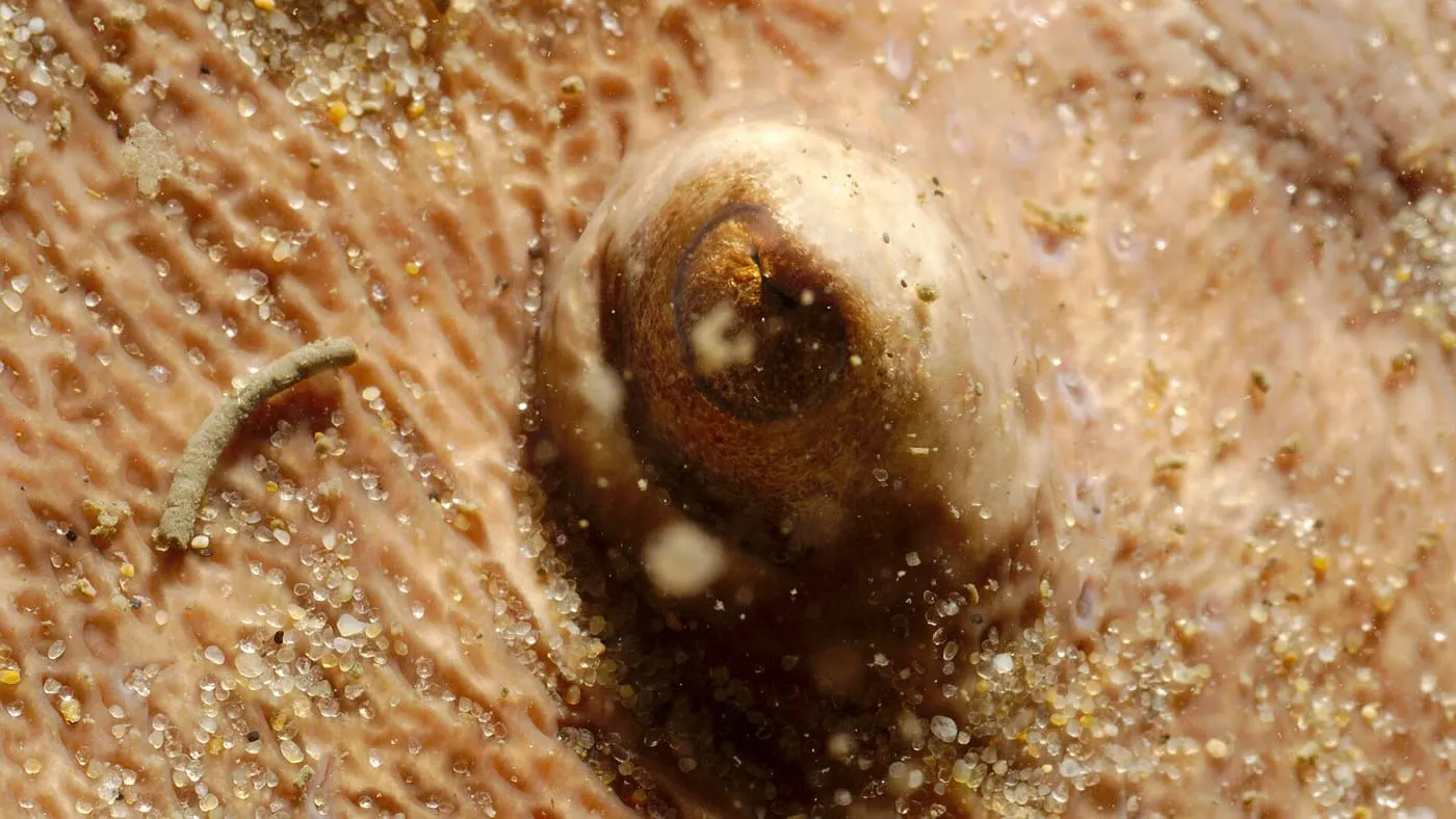Vaca tremolosa (Torpedo marmorata)