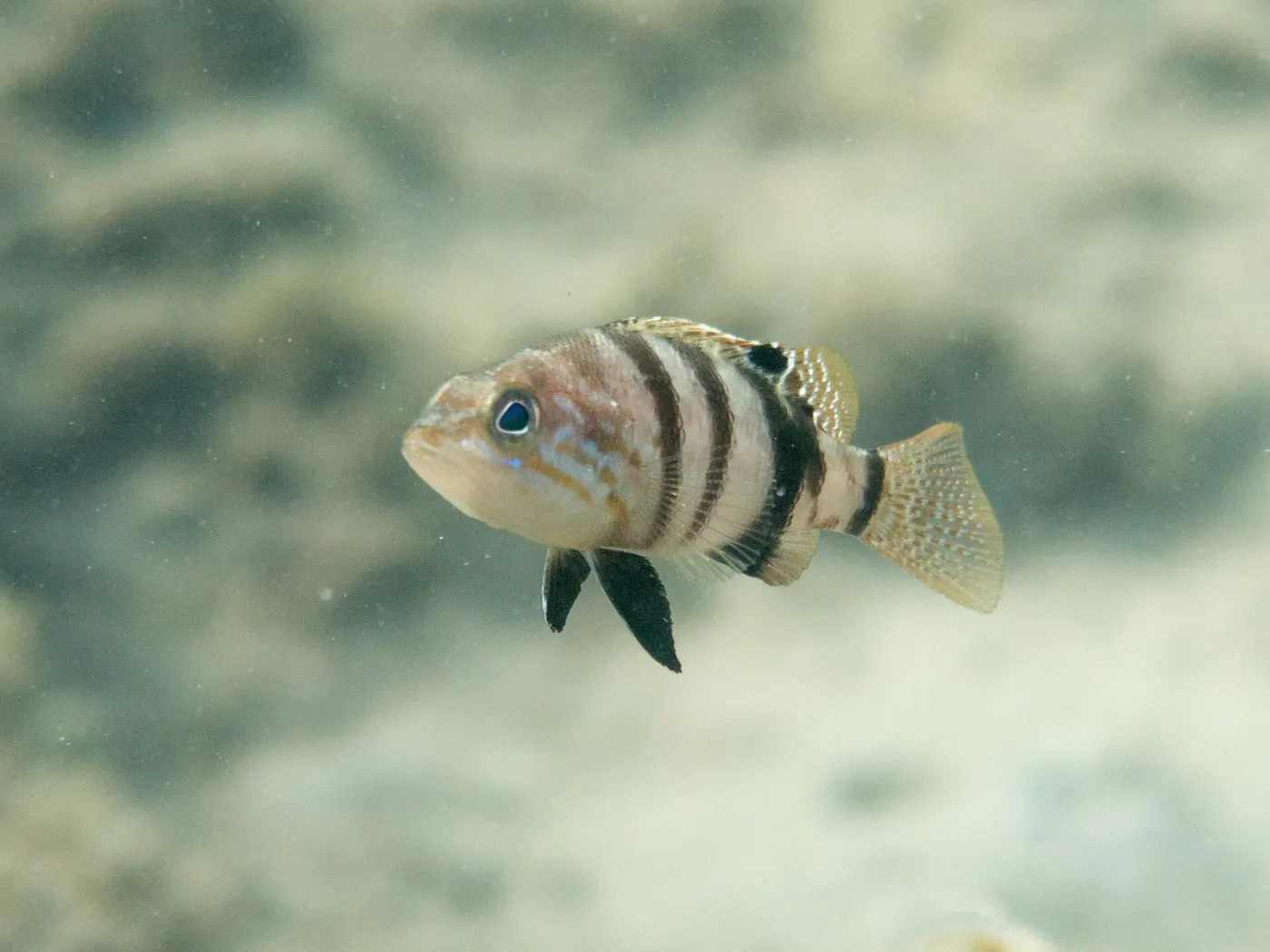 Inflaconys (Serranus hepatus)
