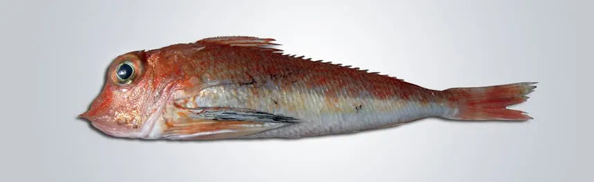 Capet (Lepidotrigla cavillone)